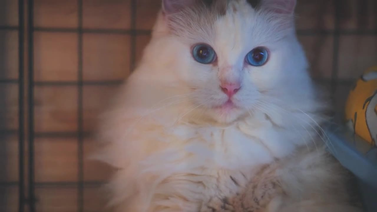 Cats are creatures of fascination