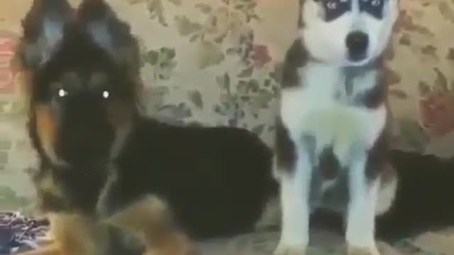 Two dogs on the sofa.