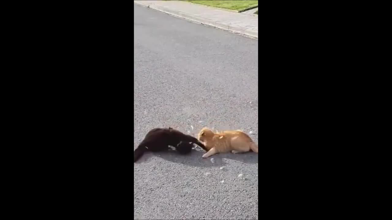 funny animal video