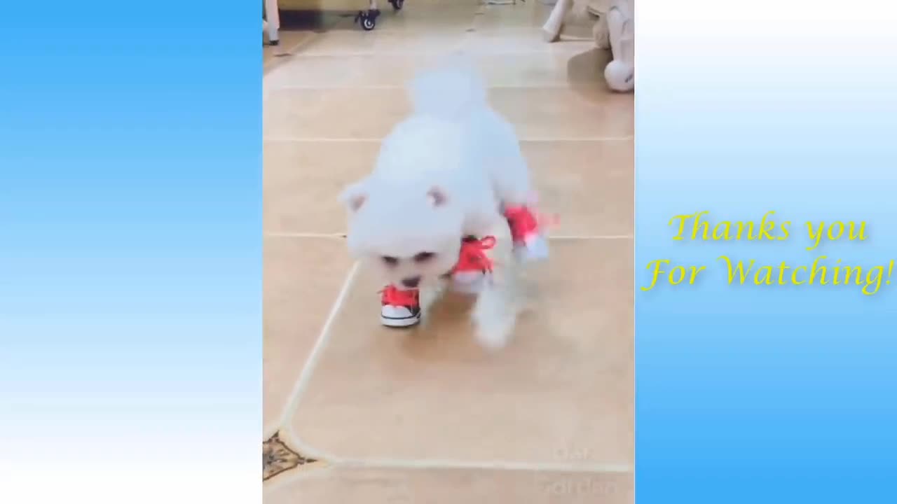 Funny dogs video