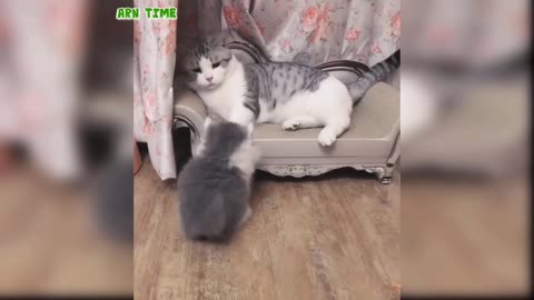 Cat Fanny Moment Is Home