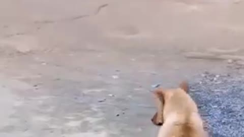 Funny dog dance #dog #reel #dogs #funny