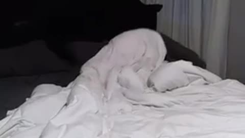 White dog stuck under purple and white blanket trying to escape