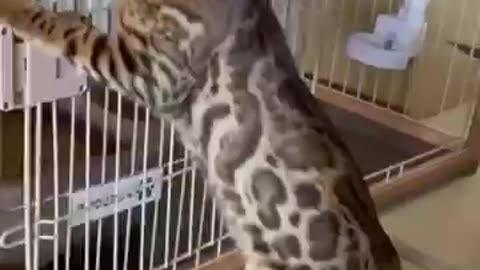 Funny animals