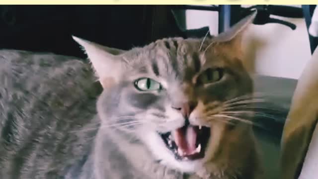 funny compil