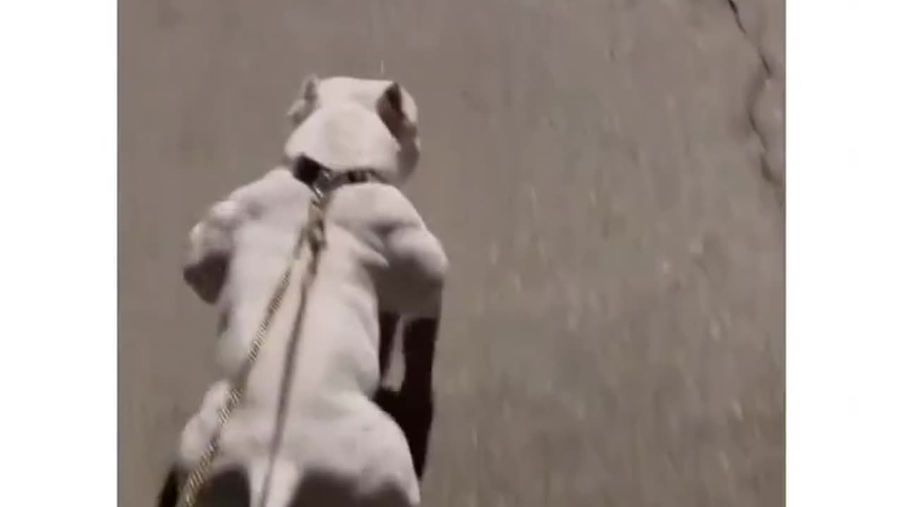 Cute Dog Turns into a Hilarious Gangster