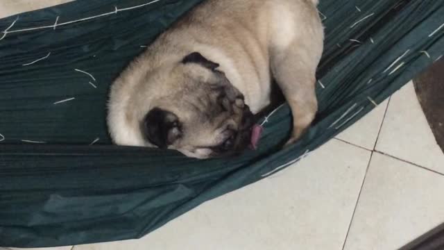 Precious Pooch Gets Comfy in Hammock