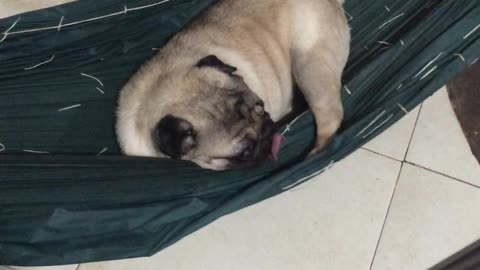 Precious Pooch Gets Comfy in Hammock