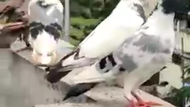 A cute pigeon video