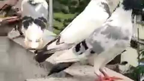 A cute pigeon video