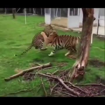 Tiger Vs Jaguar fighting power full attitude 🔥🔥 Tiger Attitude 🔥 #shorts