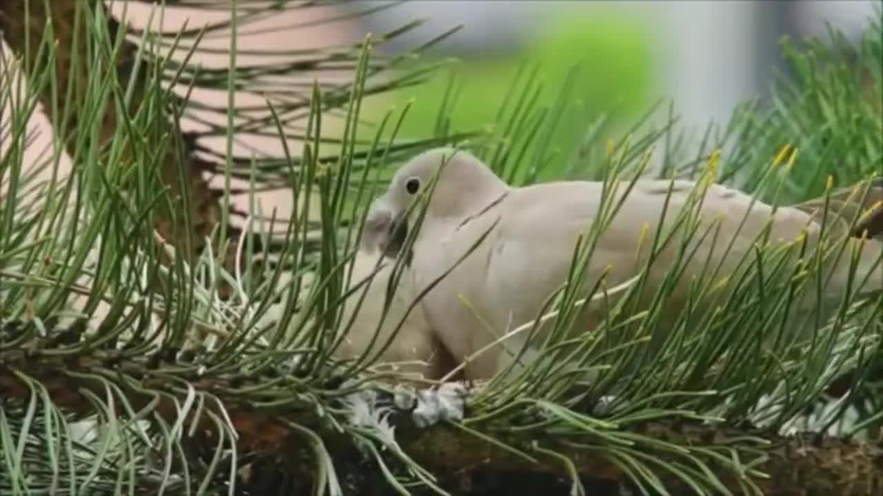 Look at this beautiful bird feeding your baby