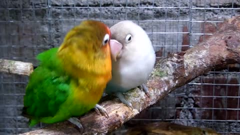 Lovebirds Mating Dance