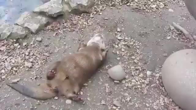 JUGGLING OTTER..