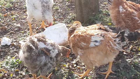 Why chickens eats polystyrene?