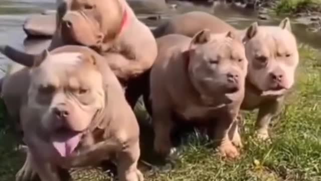 _video#dog__video#pitbull_dog__video#dog_new__video_2021#(1080p)