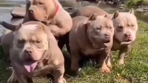 _video#dog__video#pitbull_dog__video#dog_new__video_2021#(1080p)