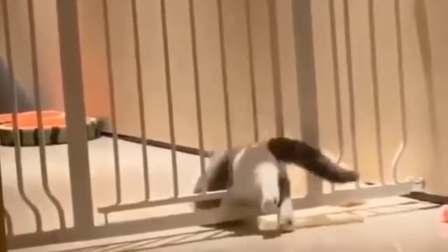 😍 These Cats Are Stuck, hilarous