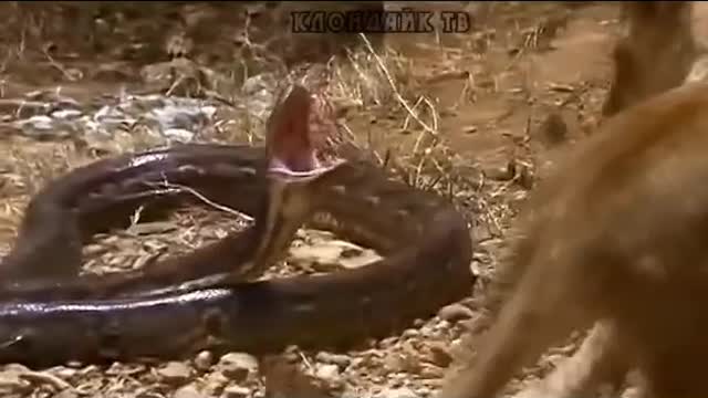 Watch how a snake killed a lion