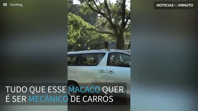 Macaco ‘mecânico’ tenta desmontar carro estacionado