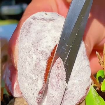 OMG!!!!!, WHAT FRUIT??