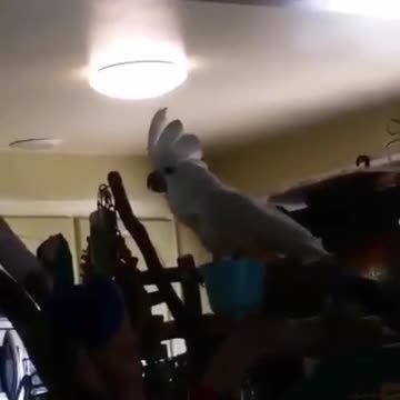 Cacatúa ladra exactamente como un perro