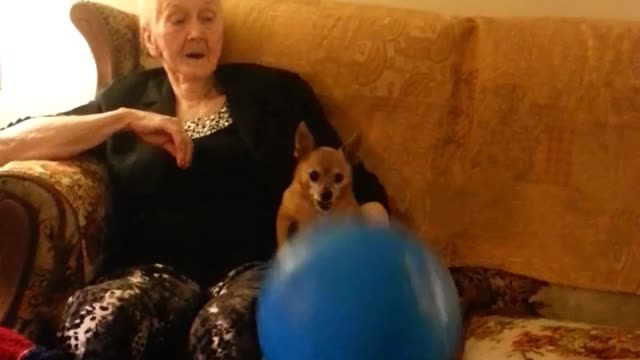 Small dog bounces ball nose