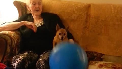 Small dog bounces ball nose