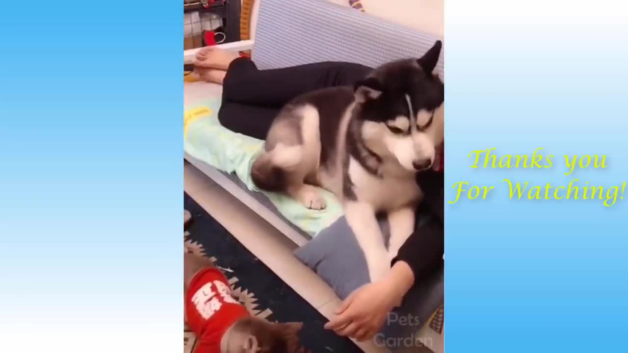 Funny and Cute Dog and Cat Compilation