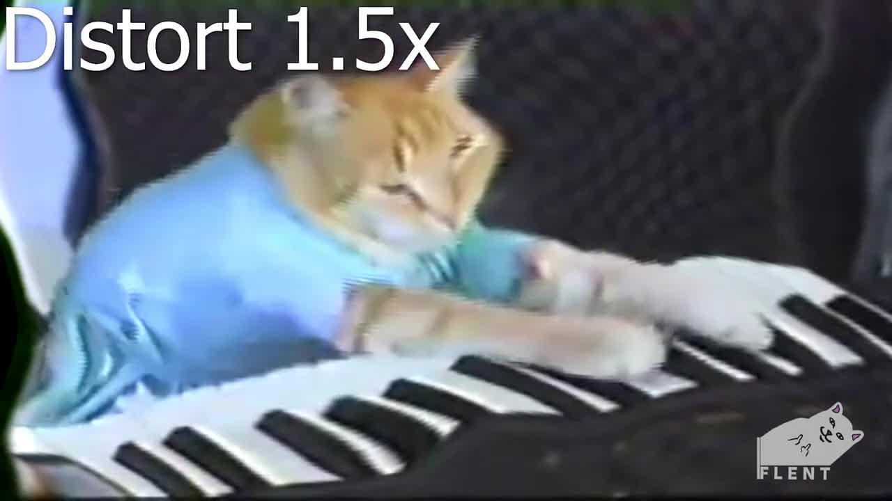 cat musician plays top songs