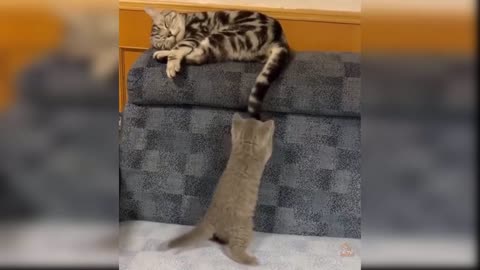 Baby cats 🐯 - cute and funny