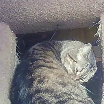 EA S75 - Bathing Biscuit