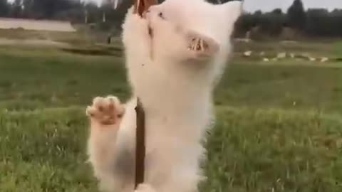 Dog interesting