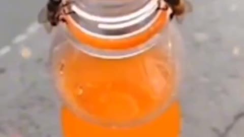 FUNNY ANIMAL #shorts #funny #fun #funnyvideo #tiktok #tiktokvideo