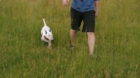 Dog walking with owner