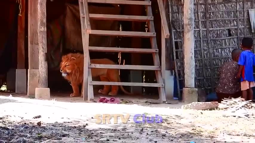 The Fake Tiger Dog Prank