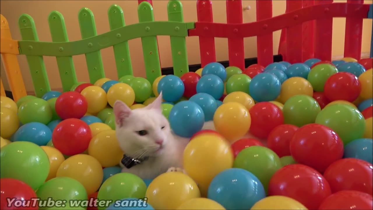 Two Cats and 500 Balls in a Ball Pit !!