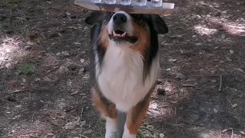 Impressive Pooch is the Best at Balancing