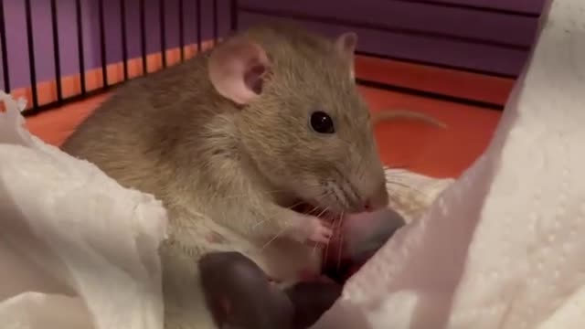 Baby rats - ratos bebê