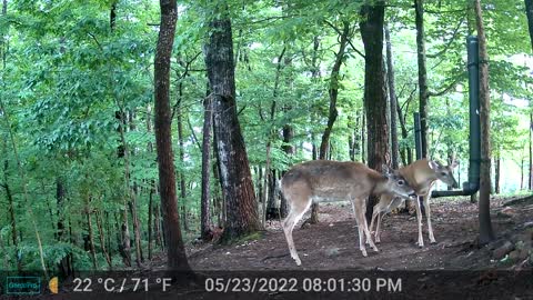 The Woods - 05/24/2022