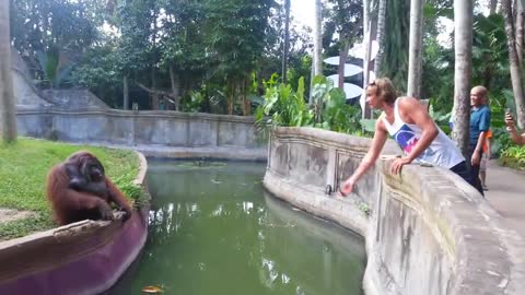 Man Tosses Treat At An Orangutan. What Happens Next Has Everyone In Disbelief