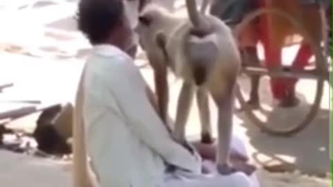 Man Scalped By Monkey