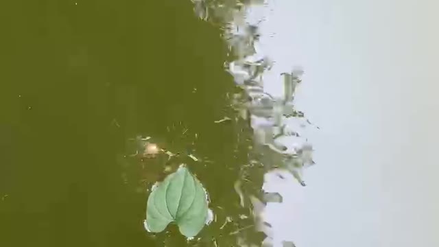A boat