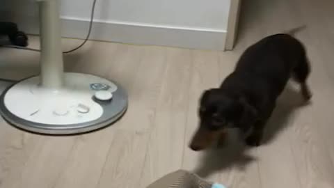 Our puppy Choco jumps on the bed! (Dachshund)