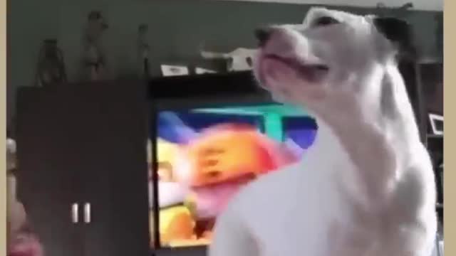 Dog having fun with baby , Funny Videos