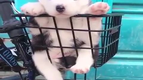 Funny dogs and puppies videos