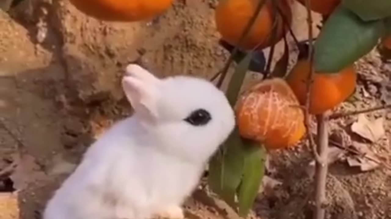 collection of funny animal videos