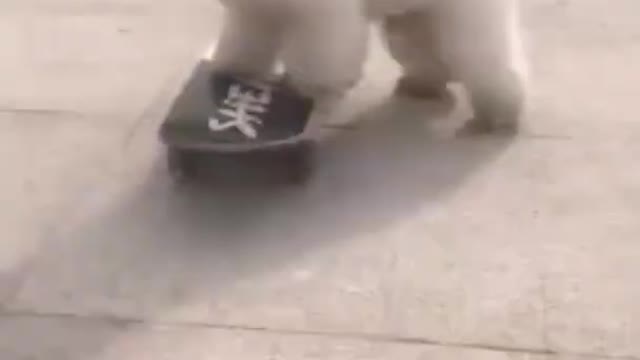 Cute dog playing