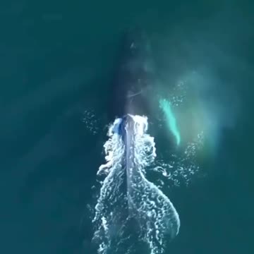 Biologists managed to record a song of the world's rarest whales.