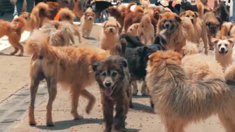 beautiful dogs gathering